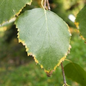 Hojas y corteza de abedul, Betula pendula, arbol europeo diuretico
