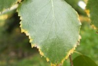 Hojas y corteza de abedul, Betula pendula, arbol europeo diuretico
