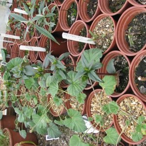 Receta natural de Extracto de Pelargonium Sidoides para la tos
