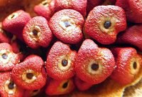 Achiote - planta medicinal