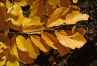 Planta de hamamelis usada para preparar agua astringente