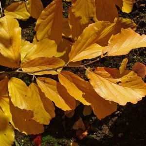 Planta de hamamelis usada para preparar agua astringente