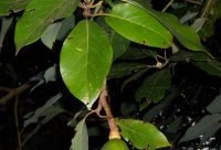 Aguacate - planta medicinal