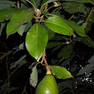 Aguacate - planta medicinal