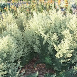 Ajenjo Africano - planta medicinal africana