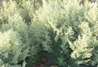Ajenjo Africano - planta medicinal africana