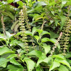 Albahaca Africana - planta medicinal africana