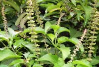Albahaca Africana - planta medicinal africana