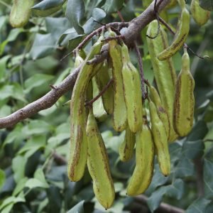 Algarrobo - planta medicinal africana