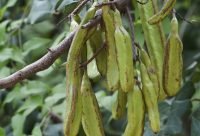 Algarrobo - planta medicinal africana