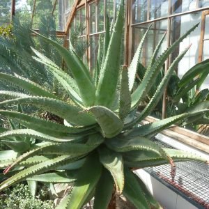 Aloe Ferox - planta medicinal africana
