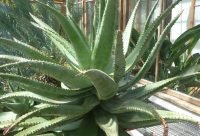 Aloe Ferox - planta medicinal africana