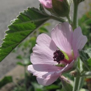 Receta natural de Jarabe de Malvavisco para la tos y la garganta irritada