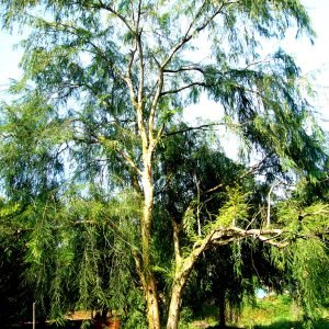 Arbol de Amla, Phyllanthus emblica, fruto rico en vitamina C y antioxidantes