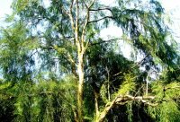 Arbol de Amla, Phyllanthus emblica, fruto rico en vitamina C y antioxidantes