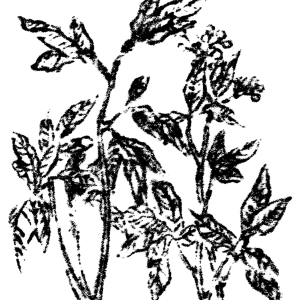 Angelica China, Angelica sinensis, raiz usada para la salud femenina en China