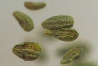 Infusión de Anís verde para gases