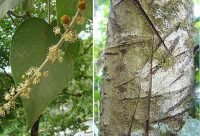 Corteza de arbol de Sangre de Grado con incisiones de las que fluye la resina roja
