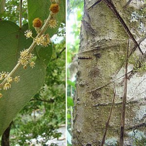 Corteza de arbol de Sangre de Grado con incisiones de las que fluye la resina roja