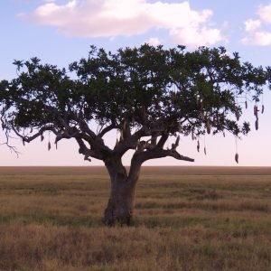 Árbol Salchicha - planta medicinal africana
