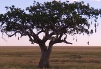 Árbol Salchicha - planta medicinal africana