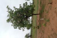 Árbol de Karité - planta medicinal africana