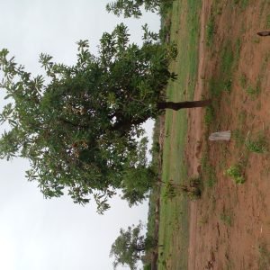 Árbol de Karité - planta medicinal africana