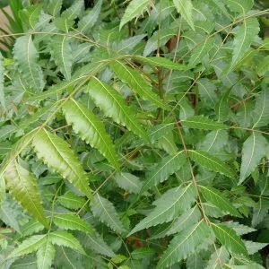 Arbol de Neem, Azadirachta indica, usado en la medicina ayurvedica de la India