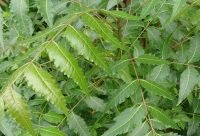 Arbol de Neem, Azadirachta indica, usado en la medicina ayurvedica de la India