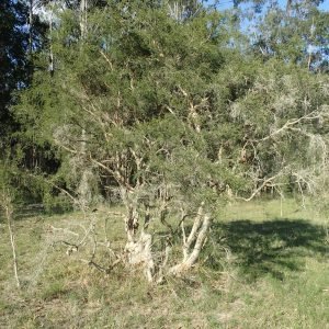 Árbol del Té - planta medicinal de Australia