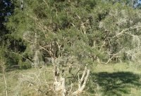 Árbol del Té - planta medicinal de Australia