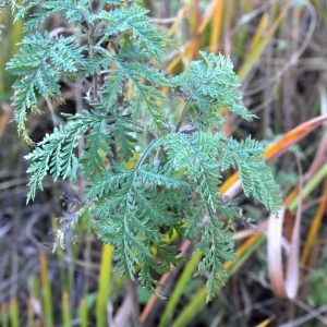 Receta natural de Vahos de Ajenjo Africano para resfriados