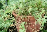 Planta de ashwagandha, Withania somnifera, raiz adaptogena de la India