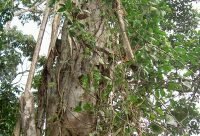 Liana de Ayahuasca, Banisteriopsis caapi, planta sagrada de la Amazonia