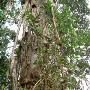 Liana de Ayahuasca, Banisteriopsis caapi, planta sagrada de la Amazonia