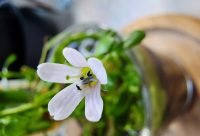 Flor de Bacopa monnieri, planta ayurvedica usada para la memoria y agilidad mental