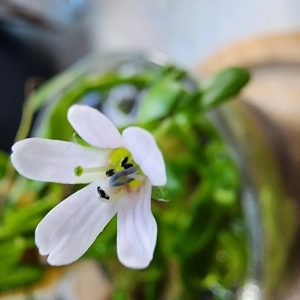 Flor de Bacopa monnieri, planta ayurvedica usada para la memoria y agilidad mental