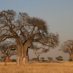 Baobab - planta medicinal africana