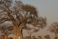 Baobab - planta medicinal africana