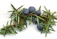 Bayas de Enebro, Juniperus communis, usadas como diuretico natural en Europa