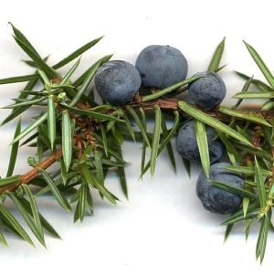 Bayas de Enebro, Juniperus communis, usadas como diuretico natural en Europa