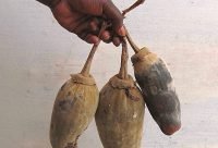 Bebida de Pulpa de Baobab energizante