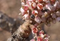 Arbol de Boswellia serrata, incienso indio usado como antiinflamatorio