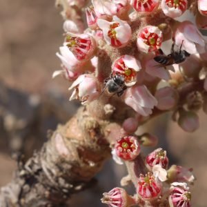 Arbol de Boswellia serrata, incienso indio usado como antiinflamatorio