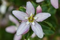 Buchu - planta medicinal africana