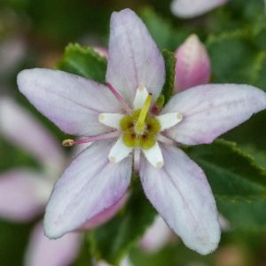 Buchu - planta medicinal africana