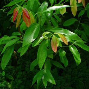 Ramas de Canela de Ceylan, Cinnamomum verum, especia originaria de Sri Lanka