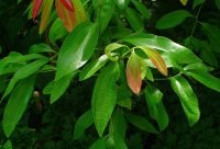 Ramas de Canela de Ceylan, Cinnamomum verum, especia originaria de Sri Lanka