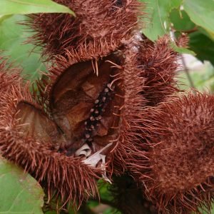 Cataplasma de Achiote cicatrizante