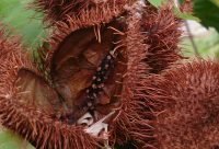 Cataplasma de Achiote cicatrizante